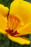 La flor de estado de California, la amapola de California, se abre los pétalos diarios para el sol y la polinización imagen de archivo libre de regalías La flor de estado de California, la amapola de California, se abre los pétalos diarios para el sol y la polinización imagen de archivo libre de regalías
