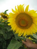 La flor del girasol fotos de archivo La flor del girasol fotos de archivo