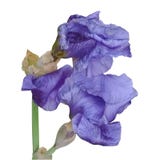 La flor todavía sin descubrir de un iris púrpura, la flor revela maravillosamente fotografía de archivo La flor todavía sin descubrir de un iris púrpura, la flor revela maravillosamente fotografía de archivo