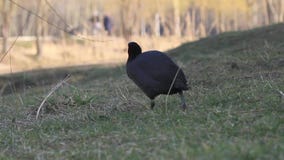 La folaga cammina sul prato inglese nel parco La folaga cammina sul prato inglese nel parco