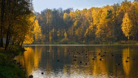 La foresta perde il suo colore verde, cambiante lo per ingiallire, rosso ed arancio fotografia stock libera da diritti La foresta perde il suo colore verde, cambiante lo per ingiallire, rosso ed arancio fotografia stock libera da diritti