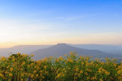 La forma della montagna con il fiore giallo Immagini Stock Libere da Diritti La forma della montagna con il fiore giallo Immagini Stock Libere da Diritti