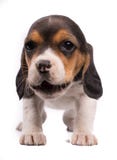 La foto divertente di un cane, cane da lepre del cucciolo con la bocca ha aperto il cibo del qualcosa immagine stock La foto divertente di un cane, cane da lepre del cucciolo con la bocca ha aperto il cibo del qualcosa immagine stock