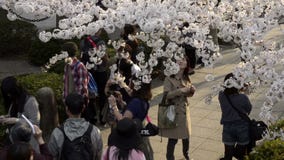 La gente che celebra il fiore di ciliegia a Kudanishita a Tokyo La gente che celebra il fiore di ciliegia a Kudanishita a Tokyo