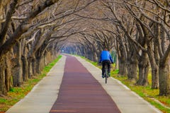 La gente che cicla sul modo sotto il fiore di ciliegia scava una galleria alla città di Gimhae della Corea del Sud fotografie stock La gente che cicla sul modo sotto il fiore di ciliegia scava una galleria alla città di Gimhae della Corea del Sud fotografie stock