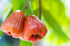 La gente di Rose Apple Thai ha chiamato il chomphu sull'albero nel Th del giardino Fotografia Stock Libera da Diritti La gente di Rose Apple Thai ha chiamato il chomphu sull'albero nel Th del giardino Fotografia Stock Libera da Diritti