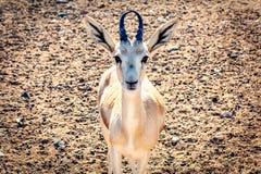 La giovane antilope esamina la macchina fotografica in un parco di safari sull'isola di Sir Bani Yas, Emirati Arabi Uniti immagini stock La giovane antilope esamina la macchina fotografica in un parco di safari sull'isola di Sir Bani Yas, Emirati Arabi Uniti immagini stock