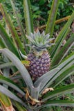 La giovane frutta dell'ananas si sviluppa su una piantagione in Indonesia immagine stock La giovane frutta dell'ananas si sviluppa su una piantagione in Indonesia immagine stock