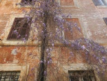 La glycine fleurissant contre Sienne a coloré le mur Photographie stock libre de droits La glycine fleurissant contre Sienne a coloré le mur Photographie stock libre de droits