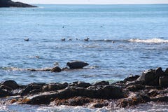 La guarnizione anellata si trova sulla scogliera rocciosa dalla penisola di Kamchatka fotografia stock libera da diritti La guarnizione anellata si trova sulla scogliera rocciosa dalla penisola di Kamchatka fotografia stock libera da diritti