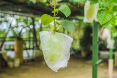 La guayaba orgánica crece en una bolsa de plástico para proteger contra parásitos imagen de archivo libre de regalías La guayaba orgánica crece en una bolsa de plástico para proteger contra parásitos imagen de archivo libre de regalías