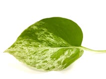 La hoja del pothos de oro aislada en el fondo blanco Una hoja verde que su forma como el corazón con verde y amarillo foto de archivo libre de regalías La hoja del pothos de oro aislada en el fondo blanco Una hoja verde que su forma como el corazón con verde y amarillo foto de archivo libre de regalías