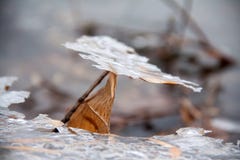 La hoja persistente se retrasó en un pequeño pedazo de hielo fotografía de archivo La hoja persistente se retrasó en un pequeño pedazo de hielo fotografía de archivo