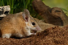 La jeune souris épineuse femelle de plan rapproché mange l'insecte dans la mini-serre Photographie stock La jeune souris épineuse femelle de plan rapproché mange l'insecte dans la mini-serre Photographie stock