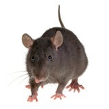 La langue du rat La langue du rat