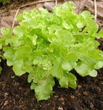 La lattuga o il Lactuca verde sativa nella verdura organica traccia Immagine Stock Libera da Diritti La lattuga o il Lactuca verde sativa nella verdura organica traccia Immagine Stock Libera da Diritti