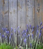 La lavande en bois fleurit le fond La lavande en bois fleurit le fond