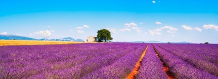 La lavande fleurit le champ, la maison et l'arbre de floraison La Provence, franc Photos stock La lavande fleurit le champ, la maison et l'arbre de floraison La Provence, franc Photos stock