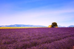 La lavande fleurit le champ, la maison et l'arbre de floraison La Provence, France Photo libre de droits La lavande fleurit le champ, la maison et l'arbre de floraison La Provence, France Photo libre de droits
