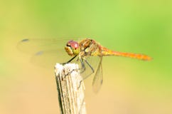 La libélula es una vida del insecto cerca de cuerpos del agua imagenes de archivo La libélula es una vida del insecto cerca de cuerpos del agua imagenes de archivo