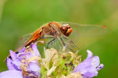 La libélula es una vida del insecto cerca de cuerpos del agua fotografía de archivo libre de regalías La libélula es una vida del insecto cerca de cuerpos del agua fotografía de archivo libre de regalías
