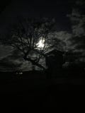 La luz de la Luna Llena mira a escondidas a través de árbol deshojado del barem en el otoño que crea un scence fantasmagórico fotos de archivo libres de regalías La luz de la Luna Llena mira a escondidas a través de árbol deshojado del barem en el otoño que crea un scence fantasmagórico fotos de archivo libres de regalías