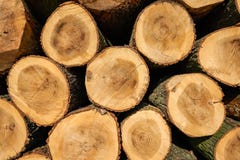La madera del álamo registra el fondo imagen de archivo libre de regalías La madera del álamo registra el fondo imagen de archivo libre de regalías