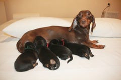 La madre ed i cuccioli crescono bassotto tedesco fotografie stock La madre ed i cuccioli crescono bassotto tedesco fotografie stock