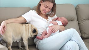 La madre madura está celebrando a un bebé recién nacido en sus brazos, sentándose en el sofá Cerca está un perro nacional, un pek metrajes La madre madura está celebrando a un bebé recién nacido en sus brazos, sentándose en el sofá Cerca está un perro nacional, un pek metrajes