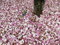 La magnolia caida florece en abril Fotografía de archivo libre de regalías La magnolia caida florece en abril Fotografía de archivo libre de regalías