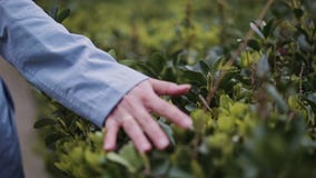La main de la fille frappe les feuilles vertes des arbustes banque de vidéos La main de la fille frappe les feuilles vertes des arbustes banque de vidéos