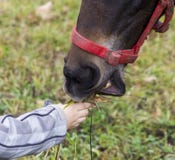 La mano del niño da la hierba al hocico de los hors imagenes de archivo La mano del niño da la hierba al hocico de los hors imagenes de archivo