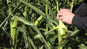 La mano dell'agricoltore esamina il cereale maturo sulla pannocchia sulla piantagione del mais closeup 4K video d archivio La mano dell'agricoltore esamina il cereale maturo sulla pannocchia sulla piantagione del mais closeup 4K video d archivio