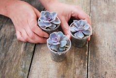 La mano della donna che tiene i succulenti conservati in vaso pianta il fondo di legno rustico di Graptoveria Titubans isoalted fotografia stock libera da diritti La mano della donna che tiene i succulenti conservati in vaso pianta il fondo di legno rustico di Graptoveria Titubans isoalted fotografia stock libera da diritti