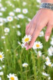 La mano di una donna che cammina nel giardino della margherita fotografie stock libere da diritti La mano di una donna che cammina nel giardino della margherita fotografie stock libere da diritti