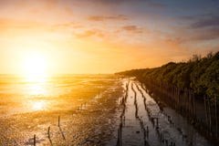 La marea dell'acqua sulla spiaggia il cielo e la nuvola nelle ore dorate la foresta della mangrovia ha il ceppo ed alberi fotografia stock libera da diritti La marea dell'acqua sulla spiaggia il cielo e la nuvola nelle ore dorate la foresta della mangrovia ha il ceppo ed alberi fotografia stock libera da diritti