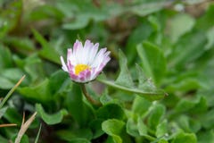 la marguerite se tient sur un pré vert dans la rosée de matin image libre de droits la marguerite se tient sur un pré vert dans la rosée de matin image libre de droits