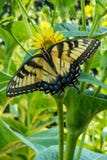La mariposa amarilla de Swallowtail que descansa sobre la margarita, alas se abre fotografía de archivo libre de regalías La mariposa amarilla de Swallowtail que descansa sobre la margarita, alas se abre fotografía de archivo libre de regalías