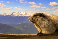 La marmotte blanchie de la Colombie-Britannique de Whistler dans le Canada, un rongeur intéressant de montagne photographie stock libre de droits La marmotte blanchie de la Colombie-Britannique de Whistler dans le Canada, un rongeur intéressant de montagne photographie stock libre de droits