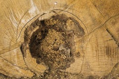 La mort d'un vieil arbre La texture de l'arbre dans le tronçon images libres de droits La mort d'un vieil arbre La texture de l'arbre dans le tronçon images libres de droits