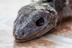 La mosca de la casa en la cabeza de la salamandra es piel seca muerta y imágenes de archivo libres de regalías La mosca de la casa en la cabeza de la salamandra es piel seca muerta y imágenes de archivo libres de regalías