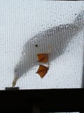 La mouette avec lui est les jambes plates sur la fenêtre de toit, capturée du soufflet photos libres de droits La mouette avec lui est les jambes plates sur la fenêtre de toit, capturée du soufflet photos libres de droits
