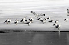 La mouette fait l'atterrissage sur la glace avec le troupeau photo stock La mouette fait l'atterrissage sur la glace avec le troupeau photo stock