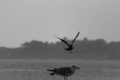 La mouette vole au-dessus la de la mer, le deuxième se repose photos libres de droits La mouette vole au-dessus la de la mer, le deuxième se repose photos libres de droits