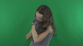 La muchacha hermosa comunica con el doblez del escocés del gatito en el vídeo verde de la cantidad de la acción de la pantalla metrajes La muchacha hermosa comunica con el doblez del escocés del gatito en el vídeo verde de la cantidad de la acción de la pantalla metrajes