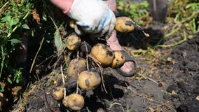 La mujer con una pala desentierra las patatas La mujer con una pala desentierra las patatas