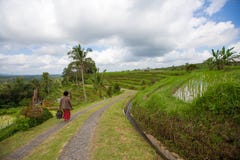 La mujer del Balinese camina a lo largo de las terrazas de Bali, Indonesia del arroz fotos de archivo libres de regalías La mujer del Balinese camina a lo largo de las terrazas de Bali, Indonesia del arroz fotos de archivo libres de regalías