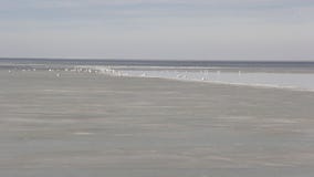 La multitud de gaviotas grandes La multitud de gaviotas grandes