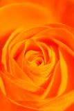 La naranja se levantó La naranja se levantó