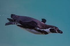 La natación del pingüino de Humboldt en el agua fotos de archivo libres de regalías La natación del pingüino de Humboldt en el agua fotos de archivo libres de regalías